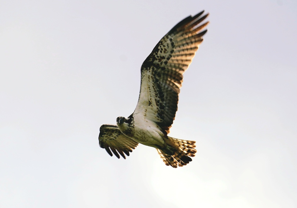 Fischadler im Flug über der Havelaue