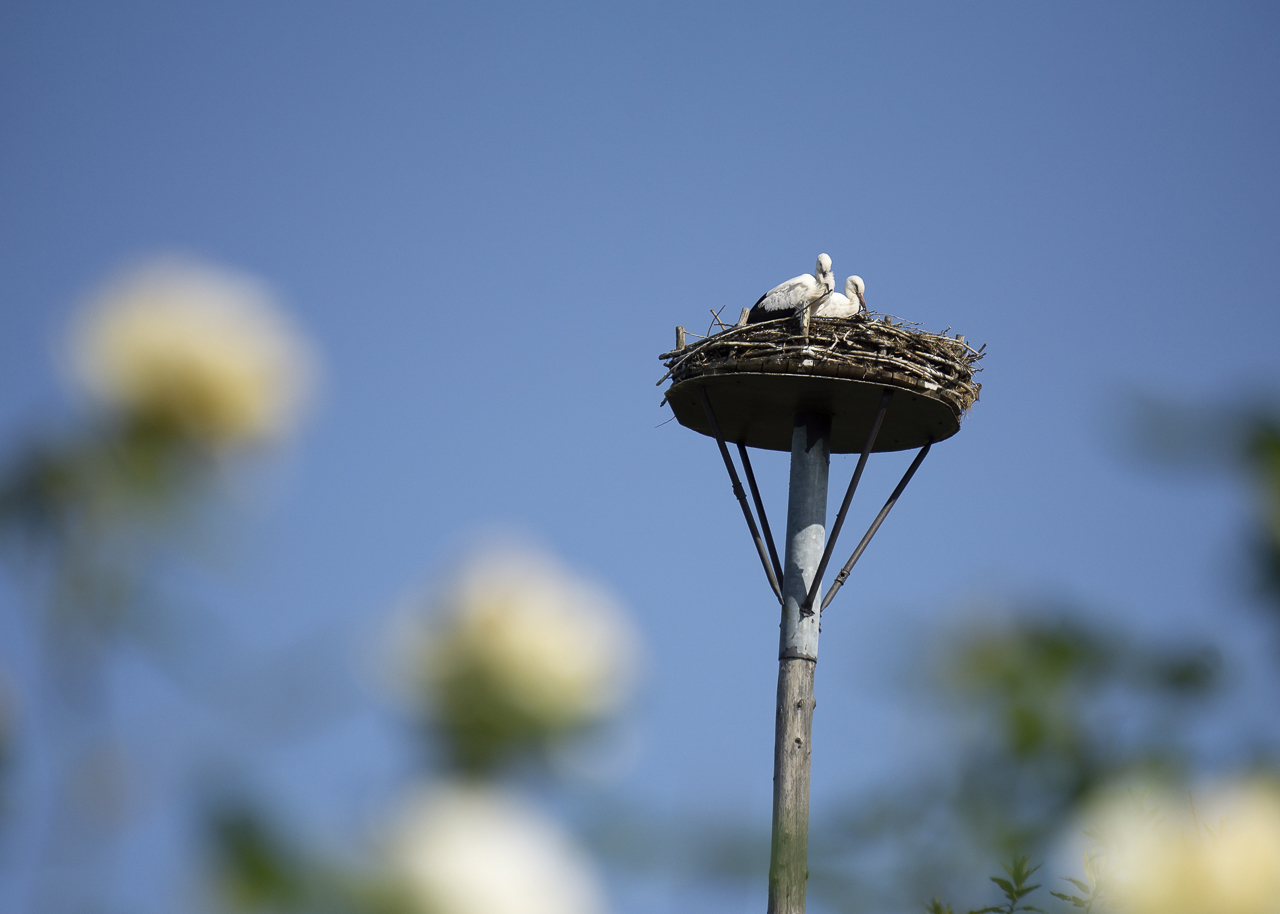 Storchenpaar im Nest auf einem Mast vor blauem Himmel