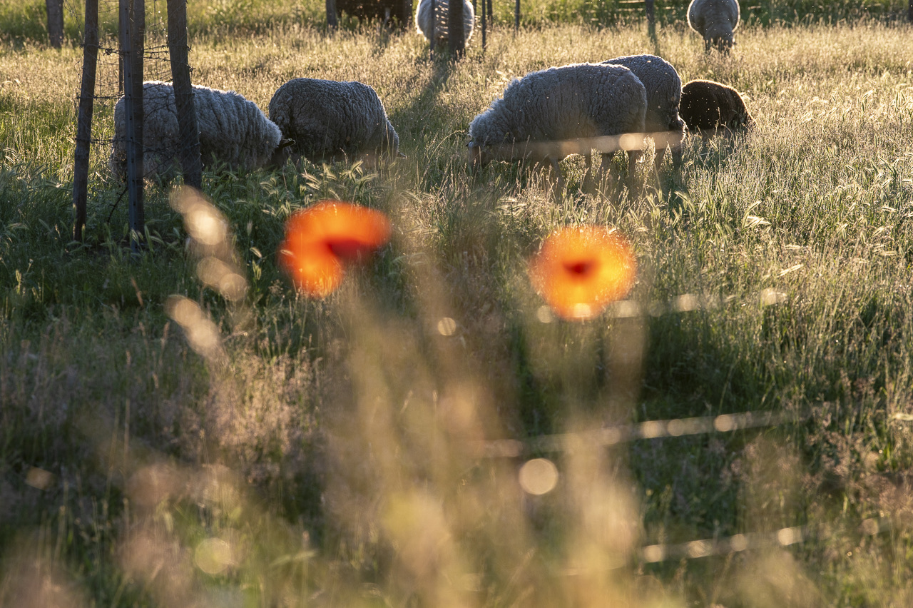 Schafe auf der Sommerwiese im Abendlicht, davor Mohnblüten