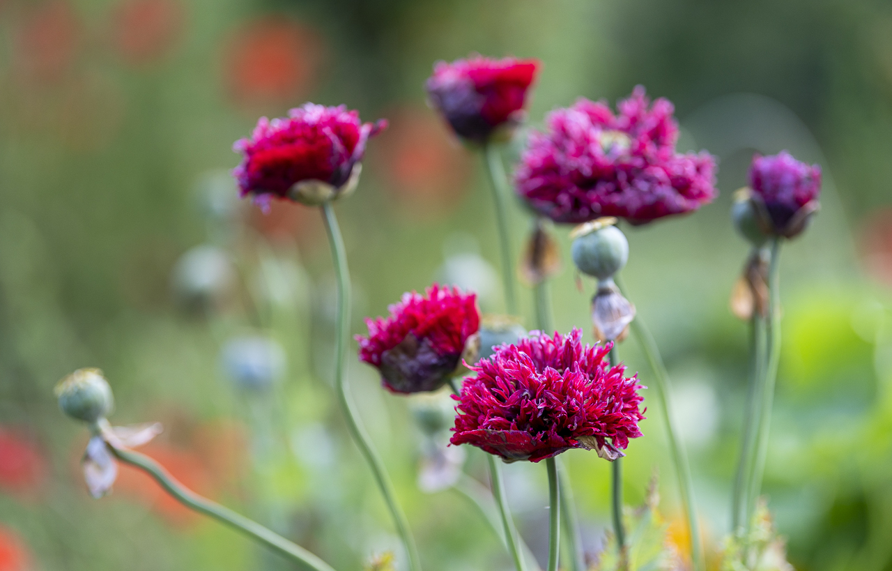 Dunkelrote Mohnblüten im Garten