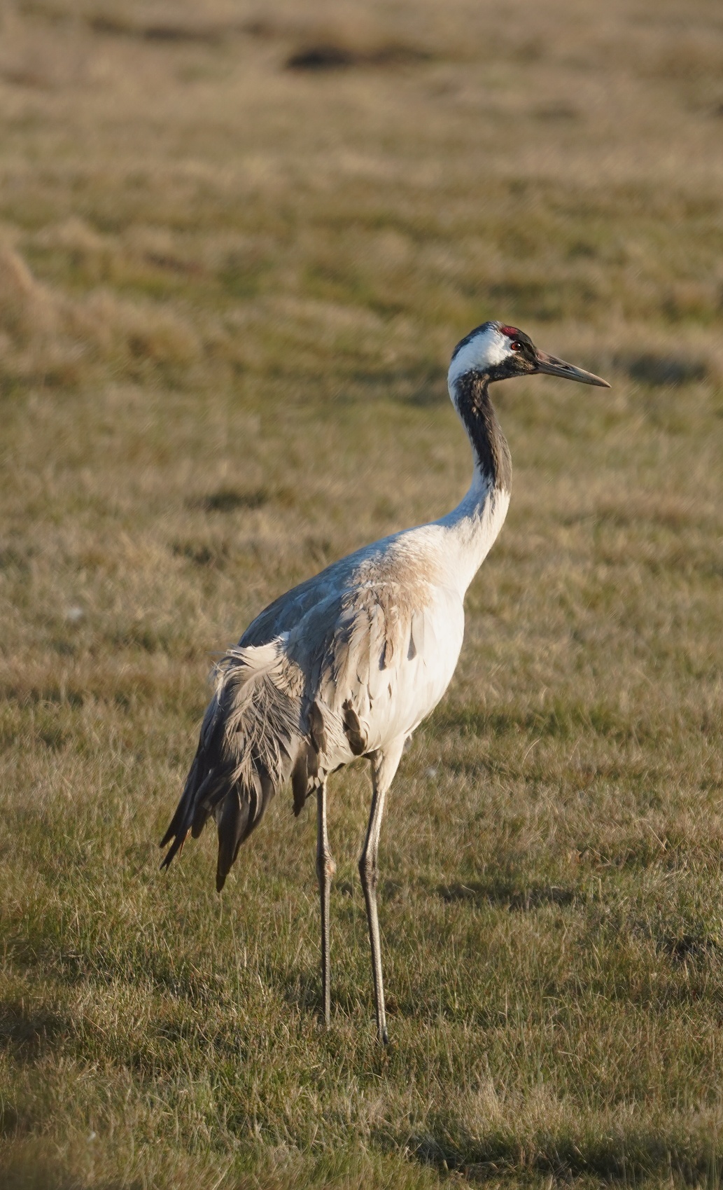 Kranich auf einer Wiese bei Jederitz