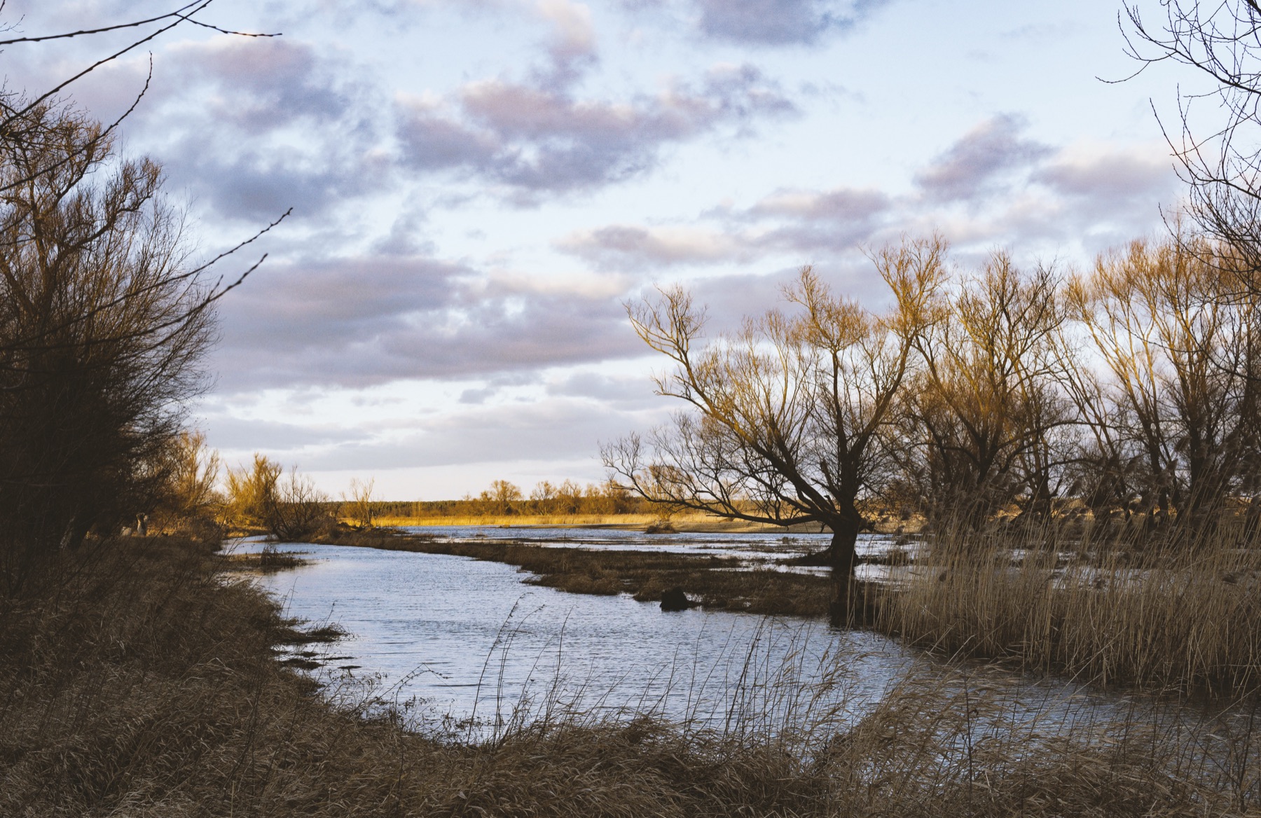 Stilles Havelwasser mit Schilf und Weiden im Abendlicht — Anglergewässer bei Jederitz