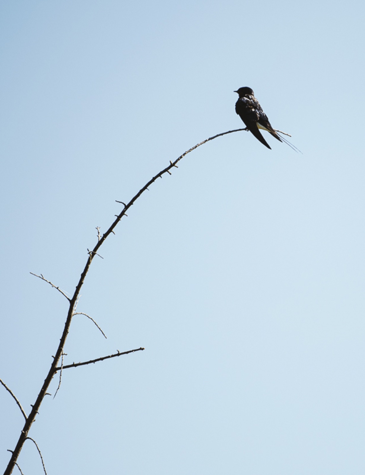 Rauchschwalbe auf einem kahlen Zweig vor blauem Himmel