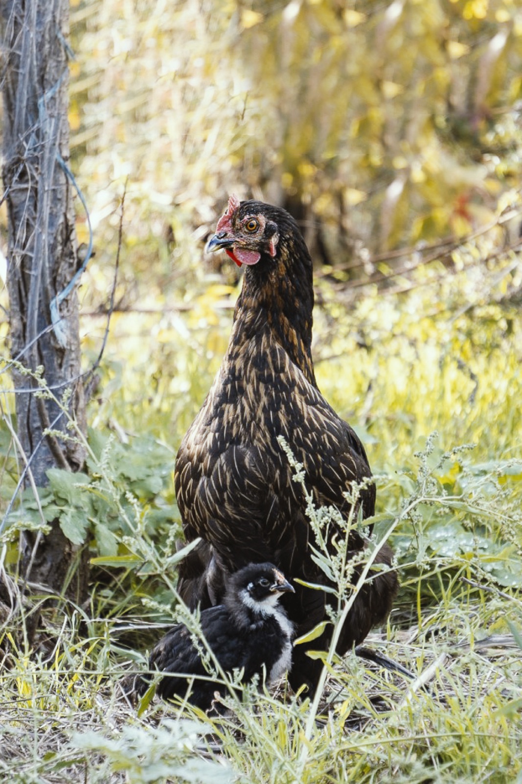 Henne mit Küken im hohen Gras am Gehöft