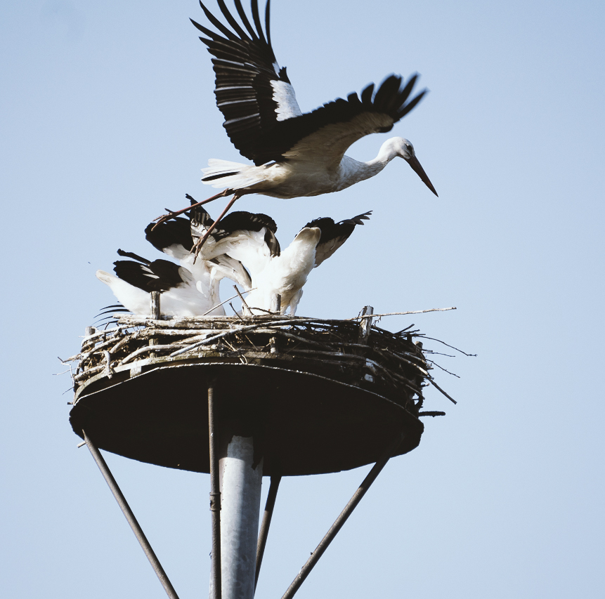 Störche am Horst — ein Altvogel fliegt auf