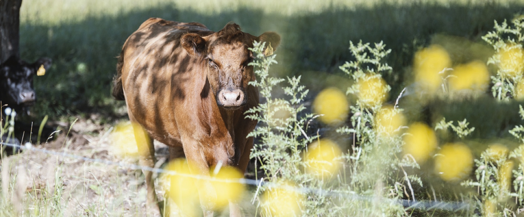 Rind auf der Weide hinter blühenden Stauden