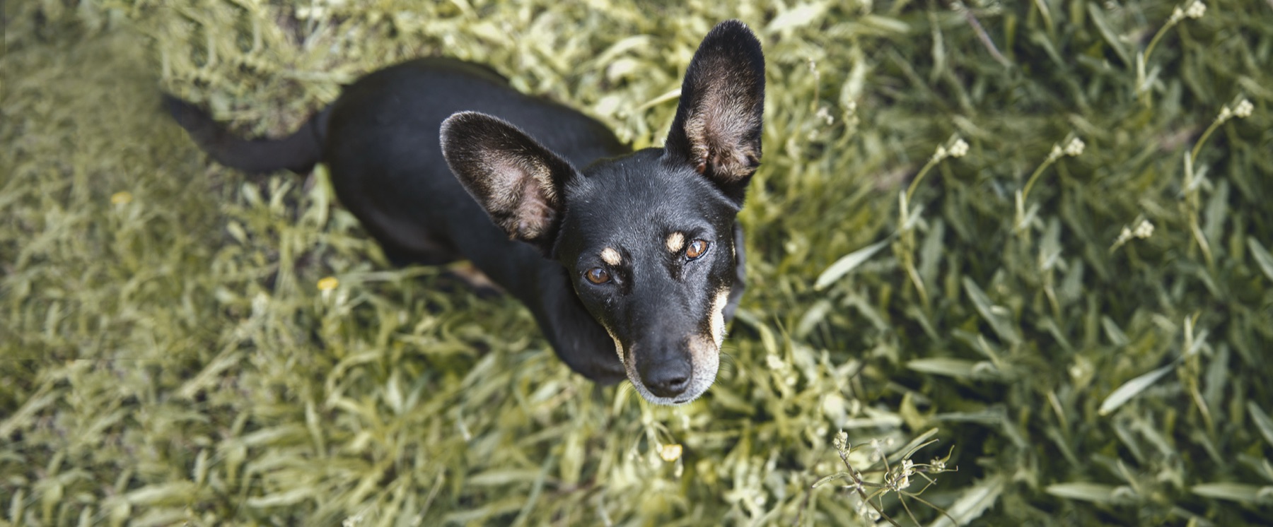 Hofhund im hohen Gras blickt nach oben