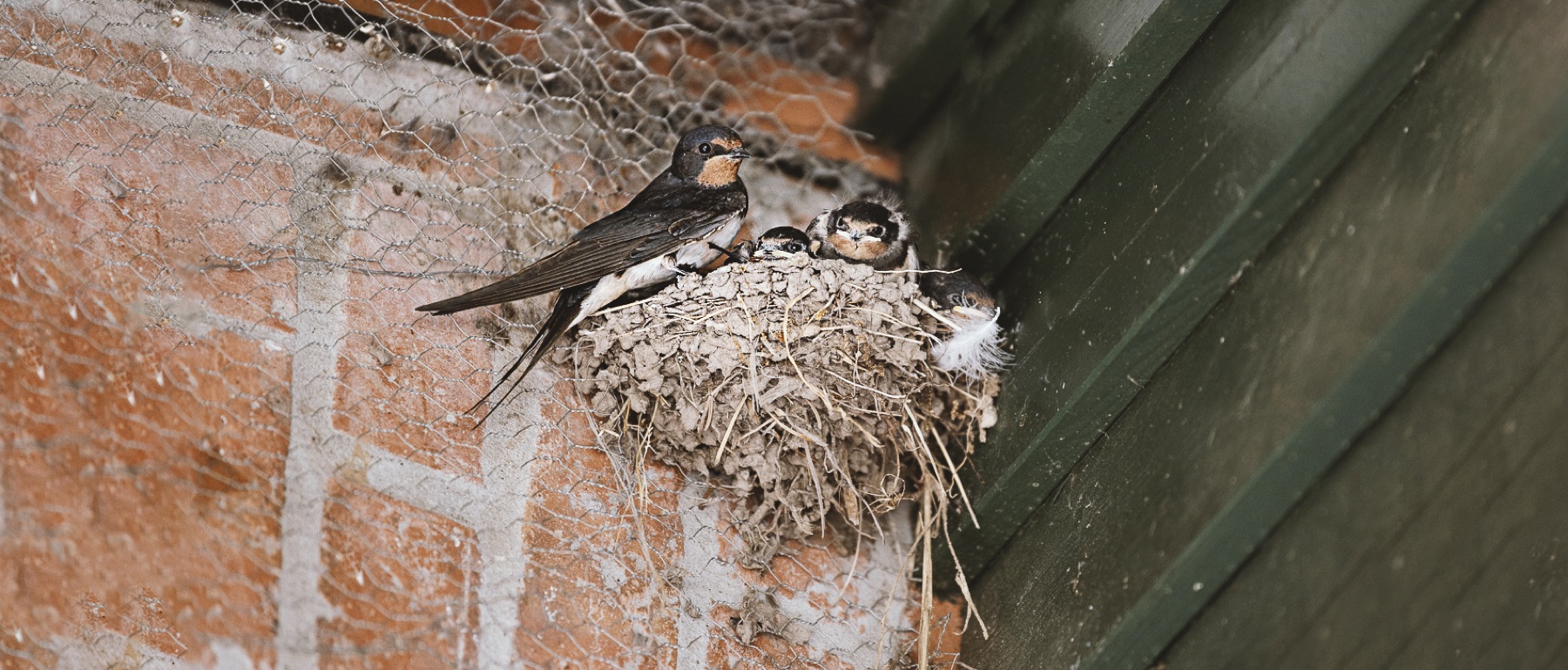 Rauchschwalben füttern ihre Jungen im Nest am Backsteinhaus